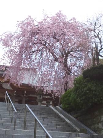 桜１０.jpg