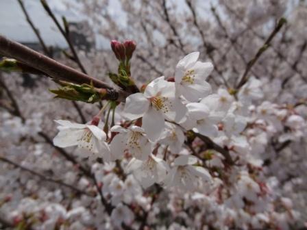 桜１１.jpg