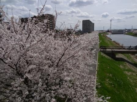 桜１２.jpg