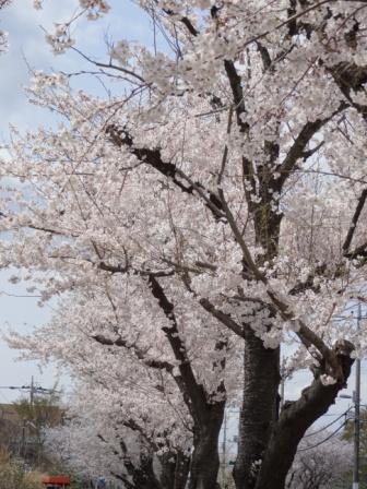 桜１３.jpg