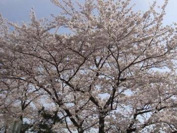 桜５.jpg